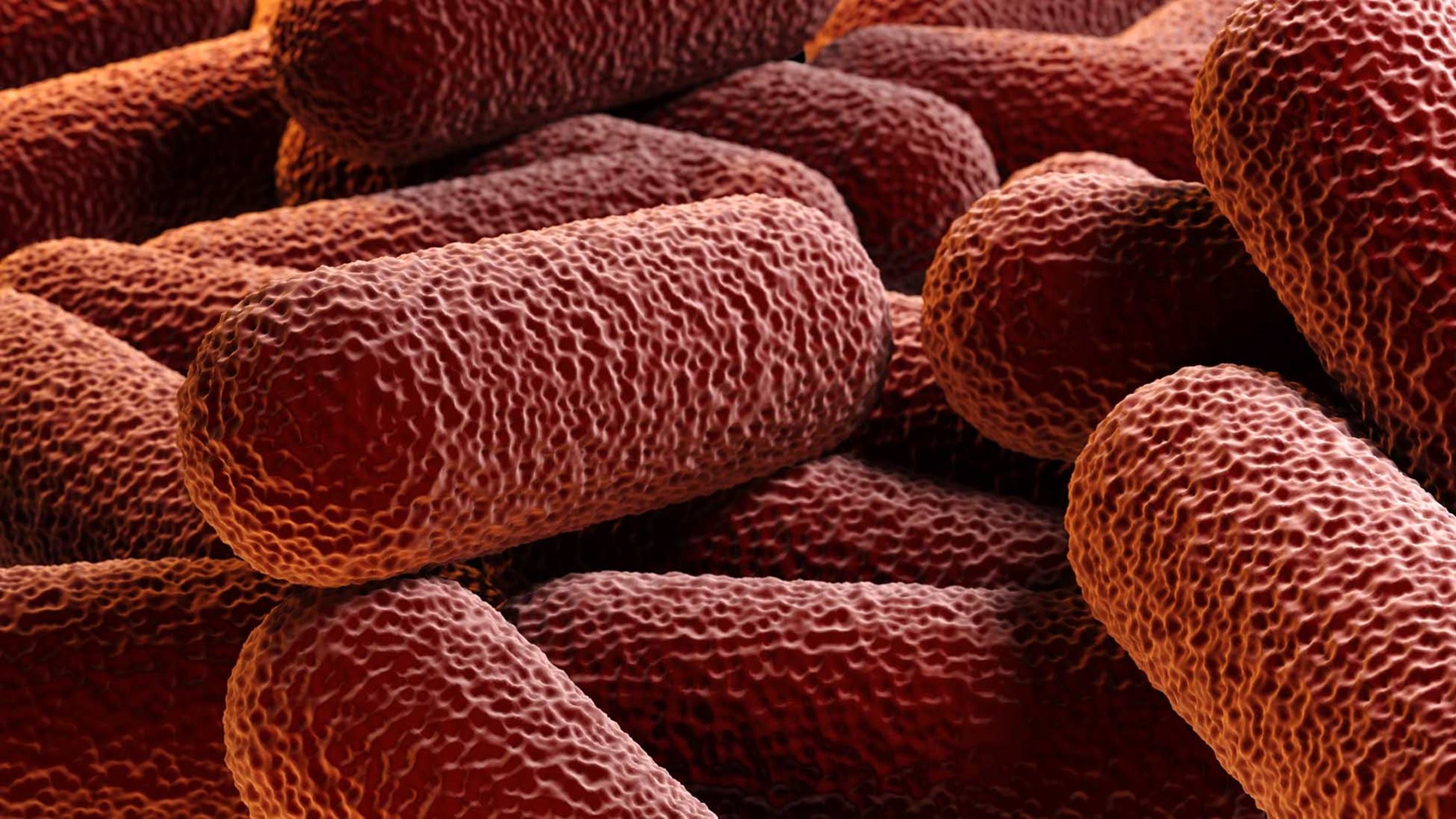 bacteria 