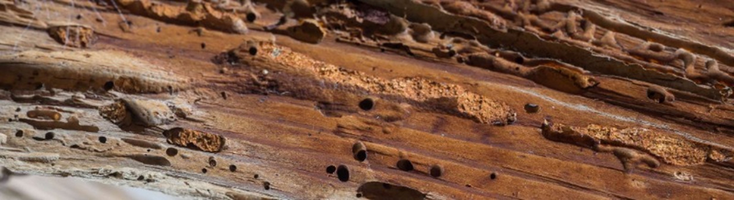 madera-termita