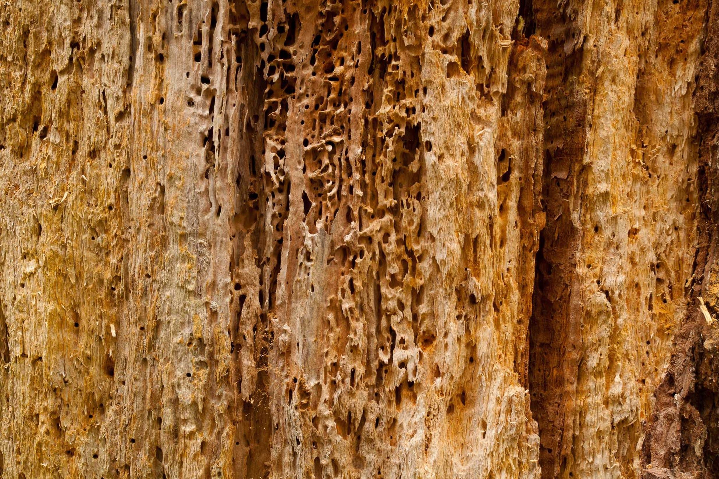 termitas arbol