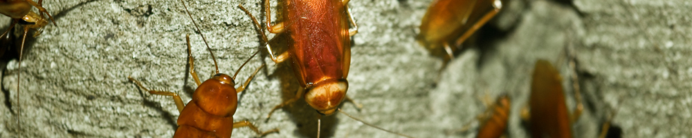 cucaracha-valencia